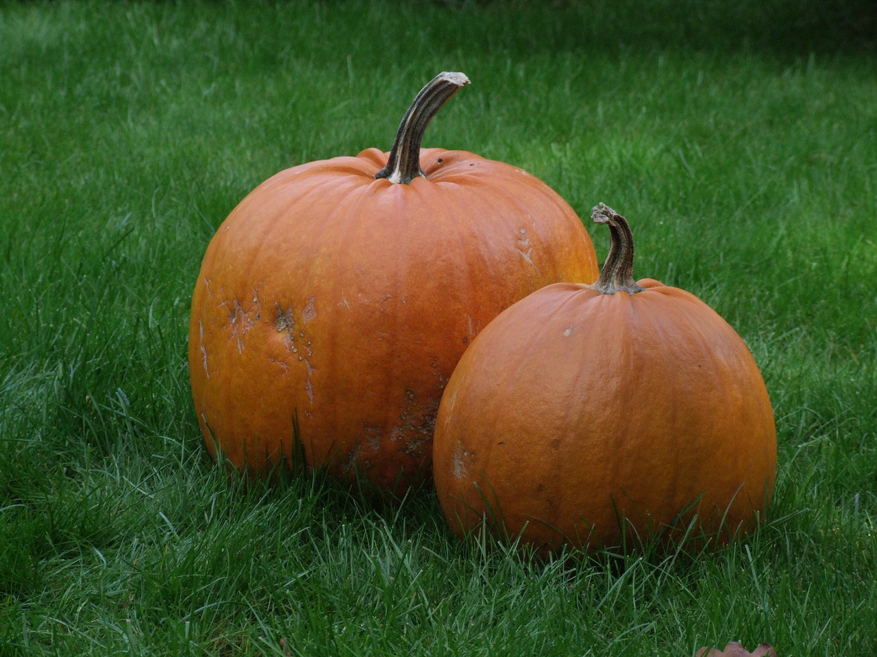 Moliūgas, Oranžinė, Ruduo, Halloween, Sriuba, Karotinas, Nemokamos Nuotraukos,  Nemokama Licenzija