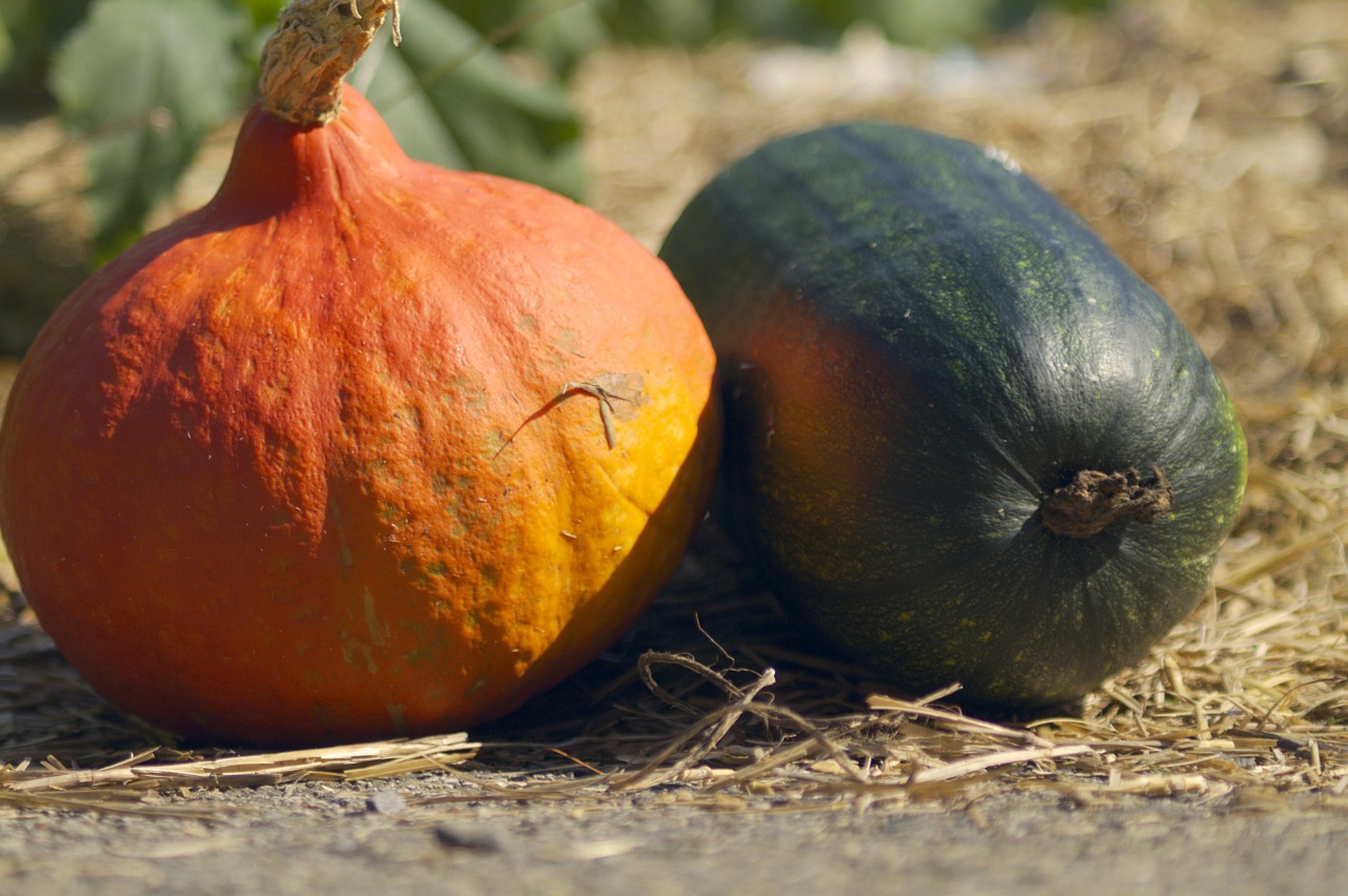 Moliūgas, Sodas, Ruduo, Kritimas, Halloween, Oranžinė, Derlius, Šventė, Skvošas, Daržovių