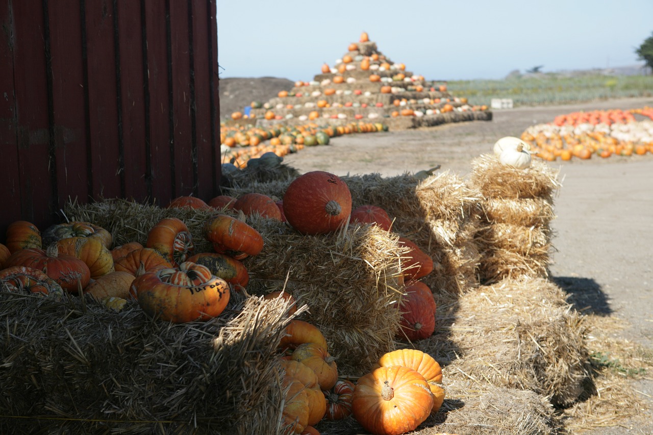 Moliūgas, Derlius, Halloween, Nemokamos Nuotraukos,  Nemokama Licenzija