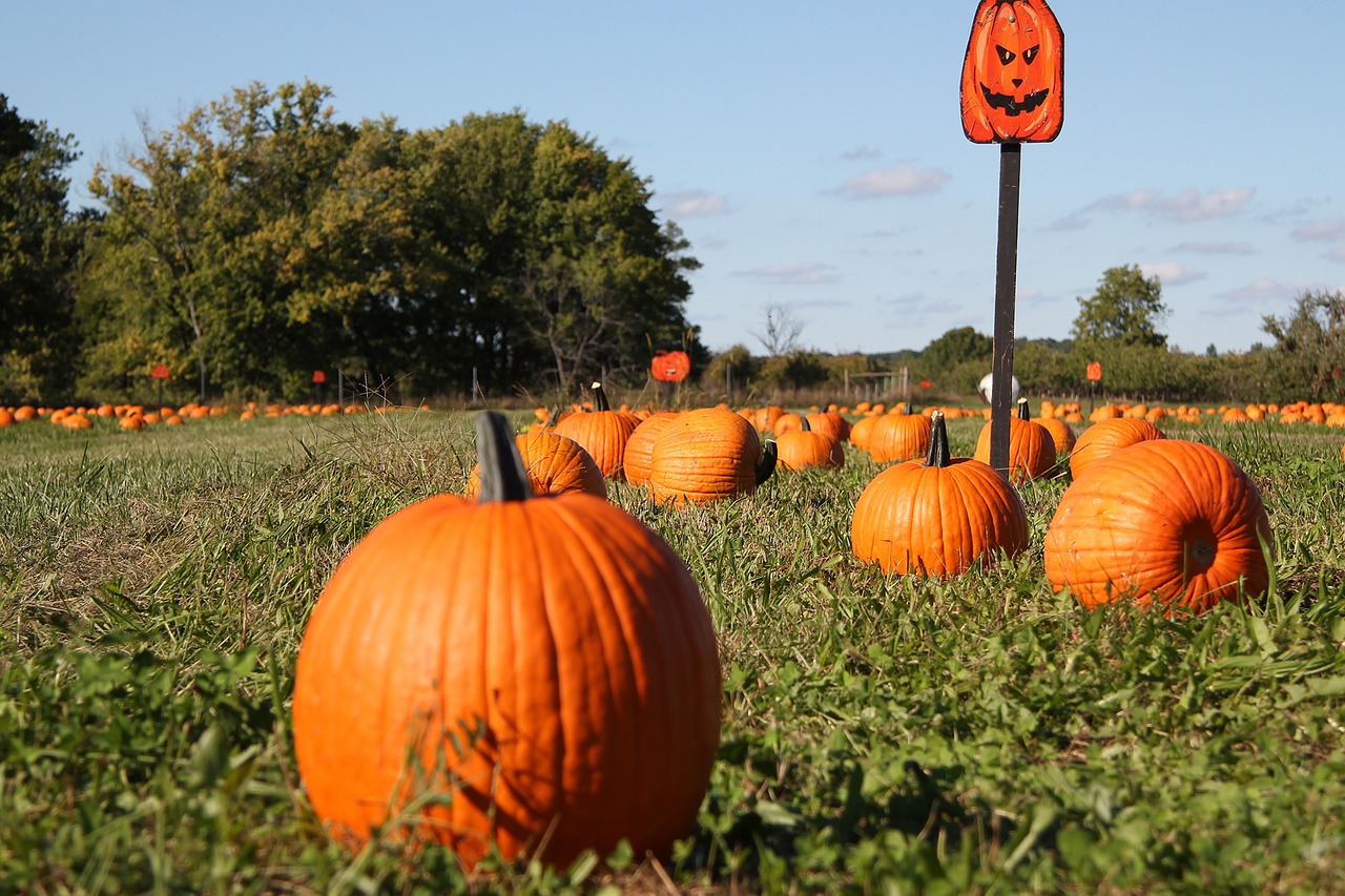 Moliūgas, Moliūgo Pleistras, Kritimas, Ruduo, Derlius, Ūkis, Oranžinė, Halloween, Sezoninis, Spalio Mėn