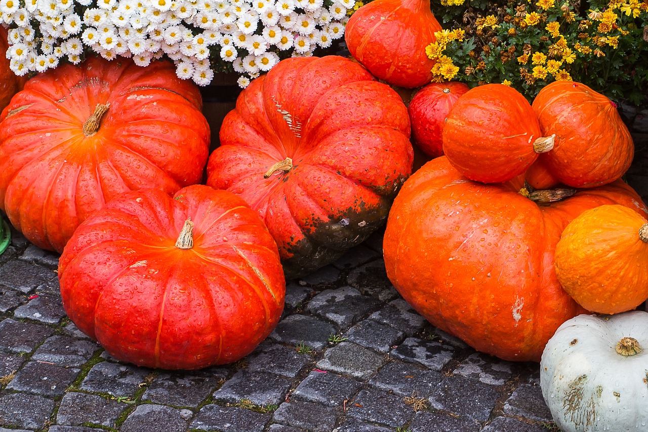 Moliūgas, Skvošas, Padėka, Moliūgų Sriuba, Halloween, Ūkis, Rudens Motyvai, Nemokamos Nuotraukos,  Nemokama Licenzija