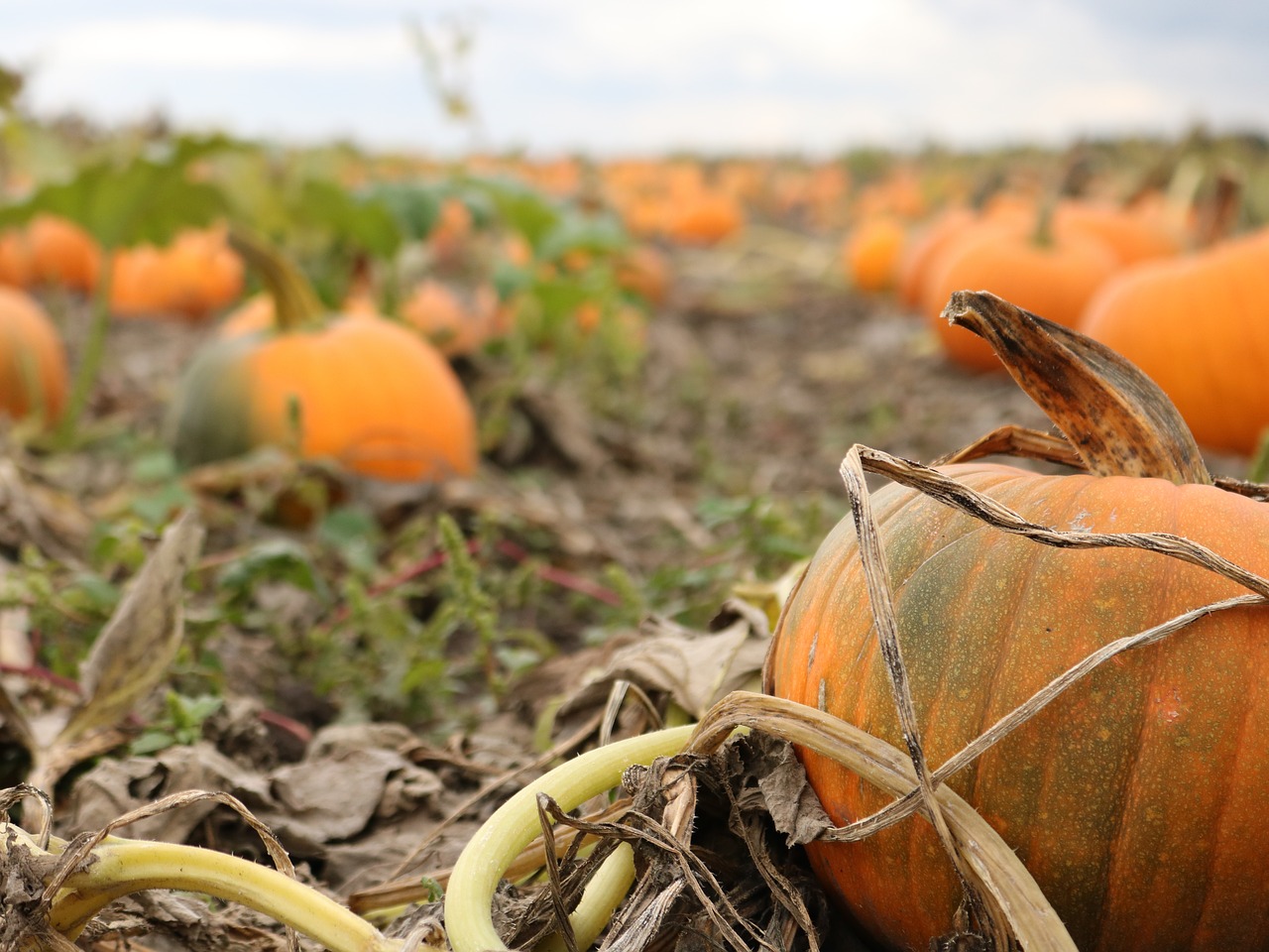 Moliūgas, Ūkis, Kritimas, Spalio Mėn, Halloween, Padėka, Nemokamos Nuotraukos,  Nemokama Licenzija