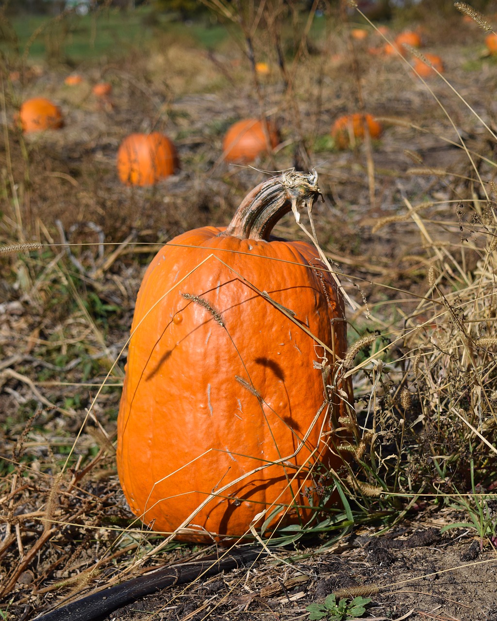 Moliūgas, Moliūgo Pleistras, Kritimas, Halloween, Ruduo, Pleistras, Oranžinė, Ūkis, Derlius, Žemdirbystė