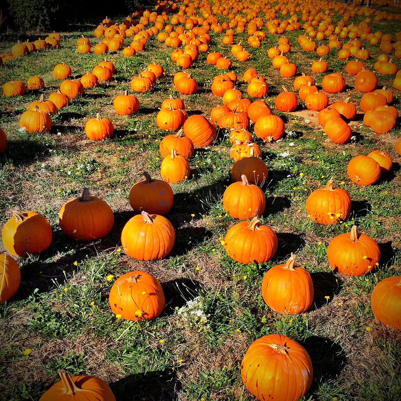 Moliūgas, Oranžinė, Ruduo, Spalio Mėn, Halloween, Kritimas, Sezonas, Sezoninis, Padėka, Tradicinis