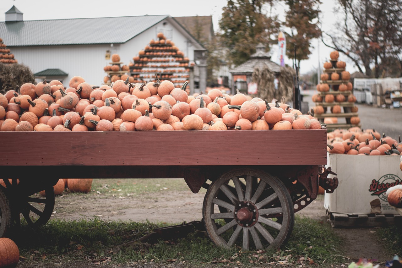 Moliūgas, Rodyti, Lauke, Oranžinė, Skvošas, Daržovių, Halloween, Nemokamos Nuotraukos,  Nemokama Licenzija