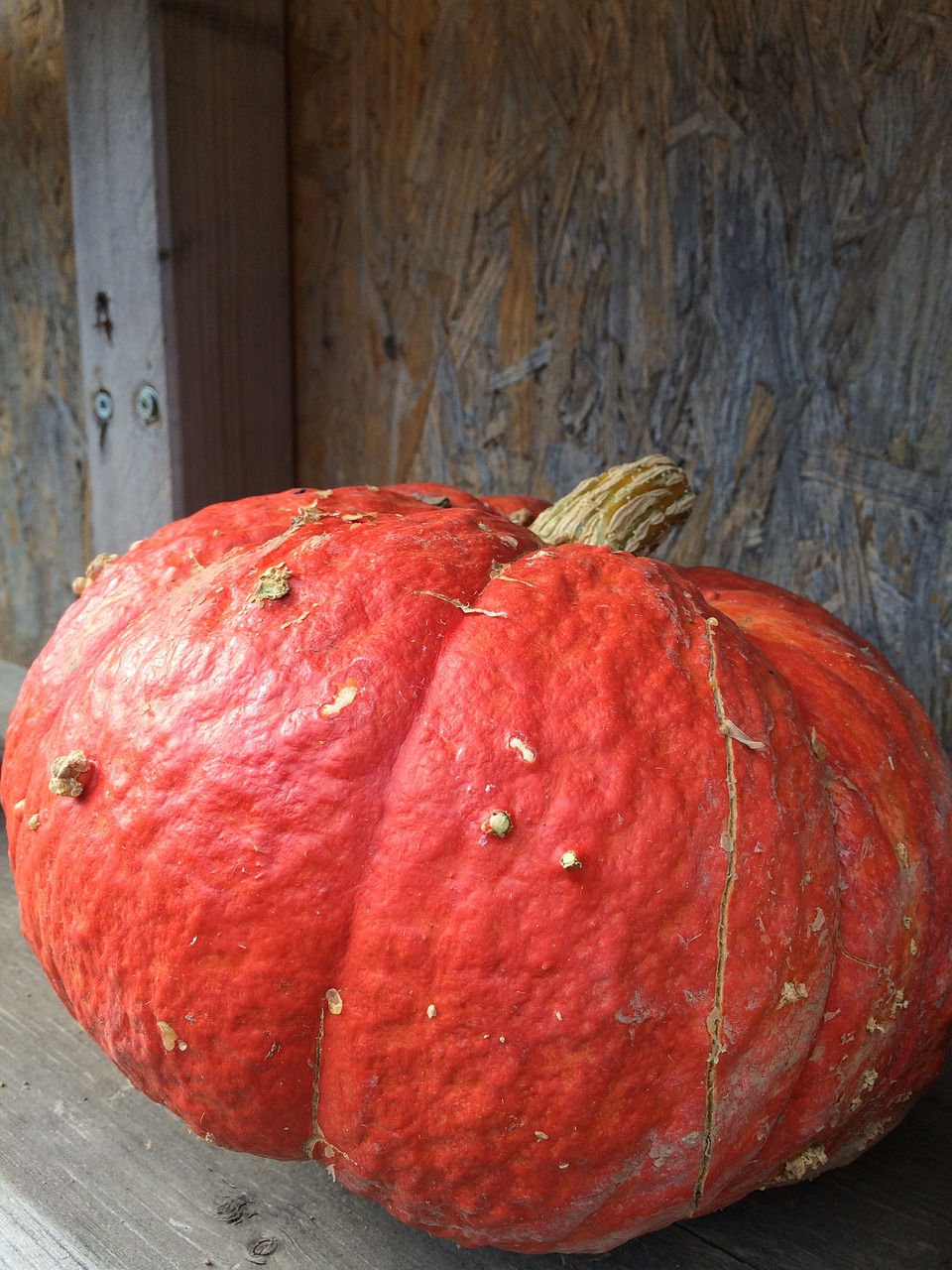 Moliūgas, Moliūgas, Padėka, Halloween, Ruduo, Kritimas, Soctober, Tradicinis, Oranžinė, Derlius