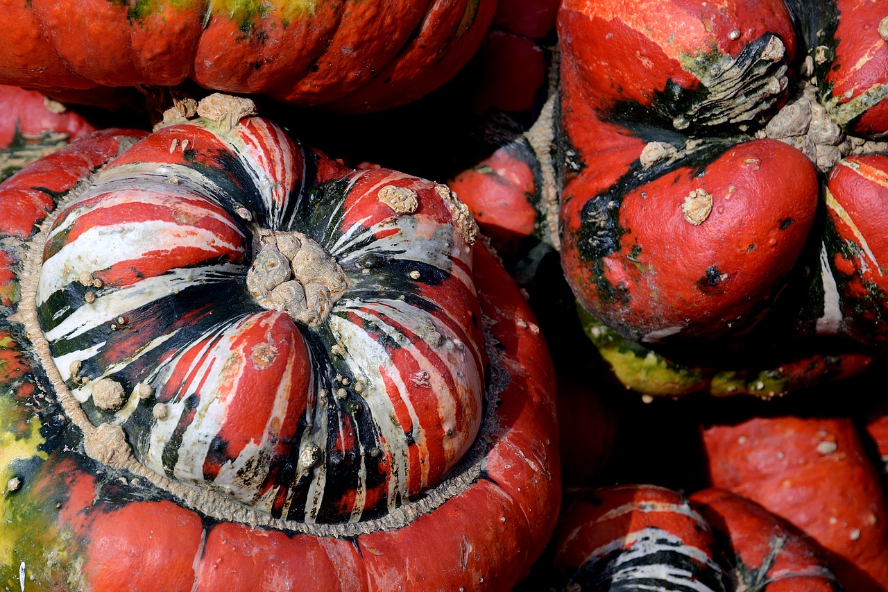 Moliūgas, Moliūgas, Vyskupo Dangtelis, Ruduo, Padėka, Apdaila, Derlius, Halloween, Dekoratyvinis, Rudens Apdaila