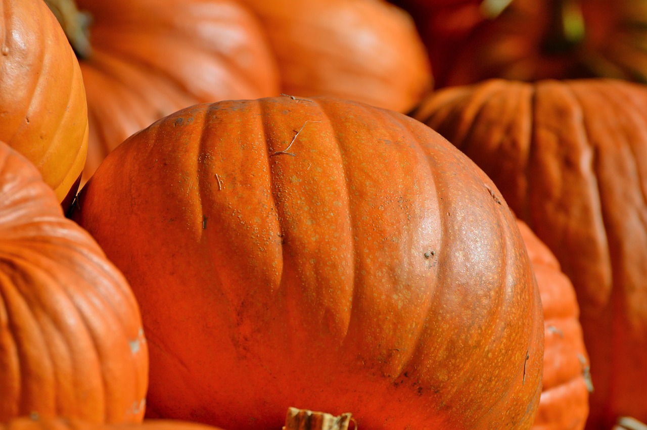 Moliūgas, Vaisiai, Oranžinė, Ruduo, Cucurbita Maxima, Pasirinkti, Didelis, Didelis, Maistas, Daržovės