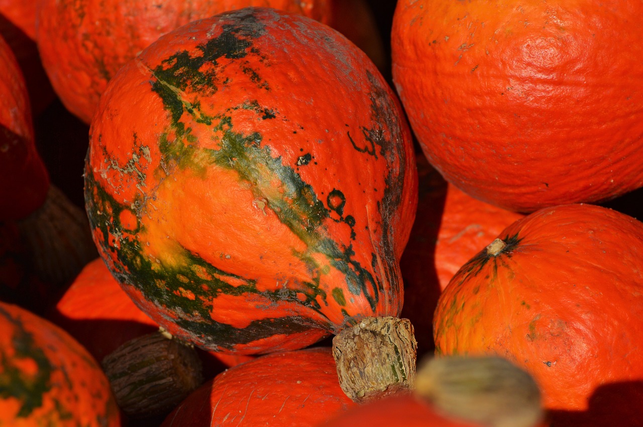 Moliūgas, Vaisiai, Oranžinė, Ruduo, Cucurbita Maxima, Pasirinkti, Didelis, Didelis, Maistas, Daržovės