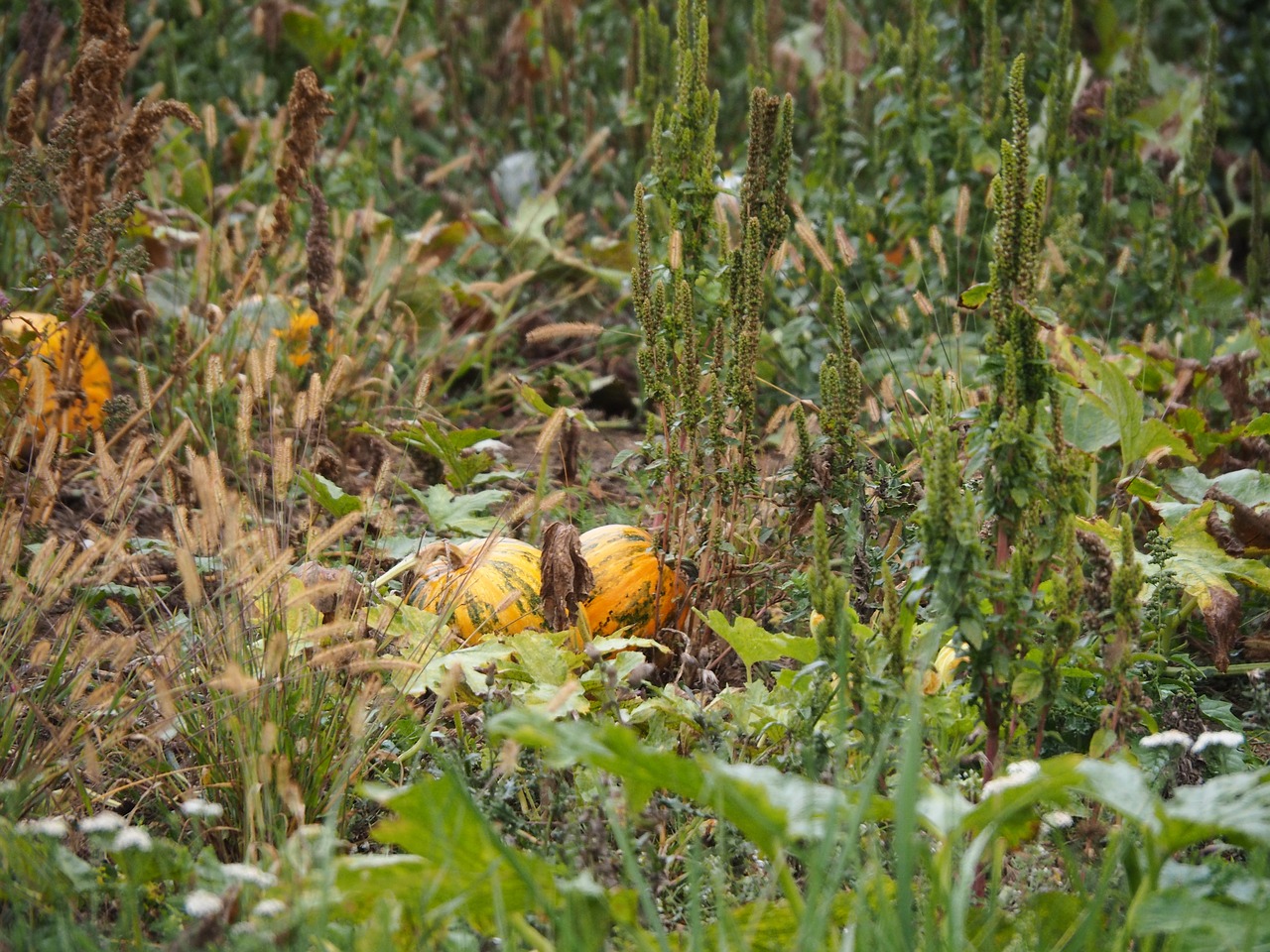 Moliūgas, Derlius, Ruduo, Daržovės, Halloween, Rudens Apdaila, Padėka, Vaisiai, Moliūgų Ruduo, Gamta