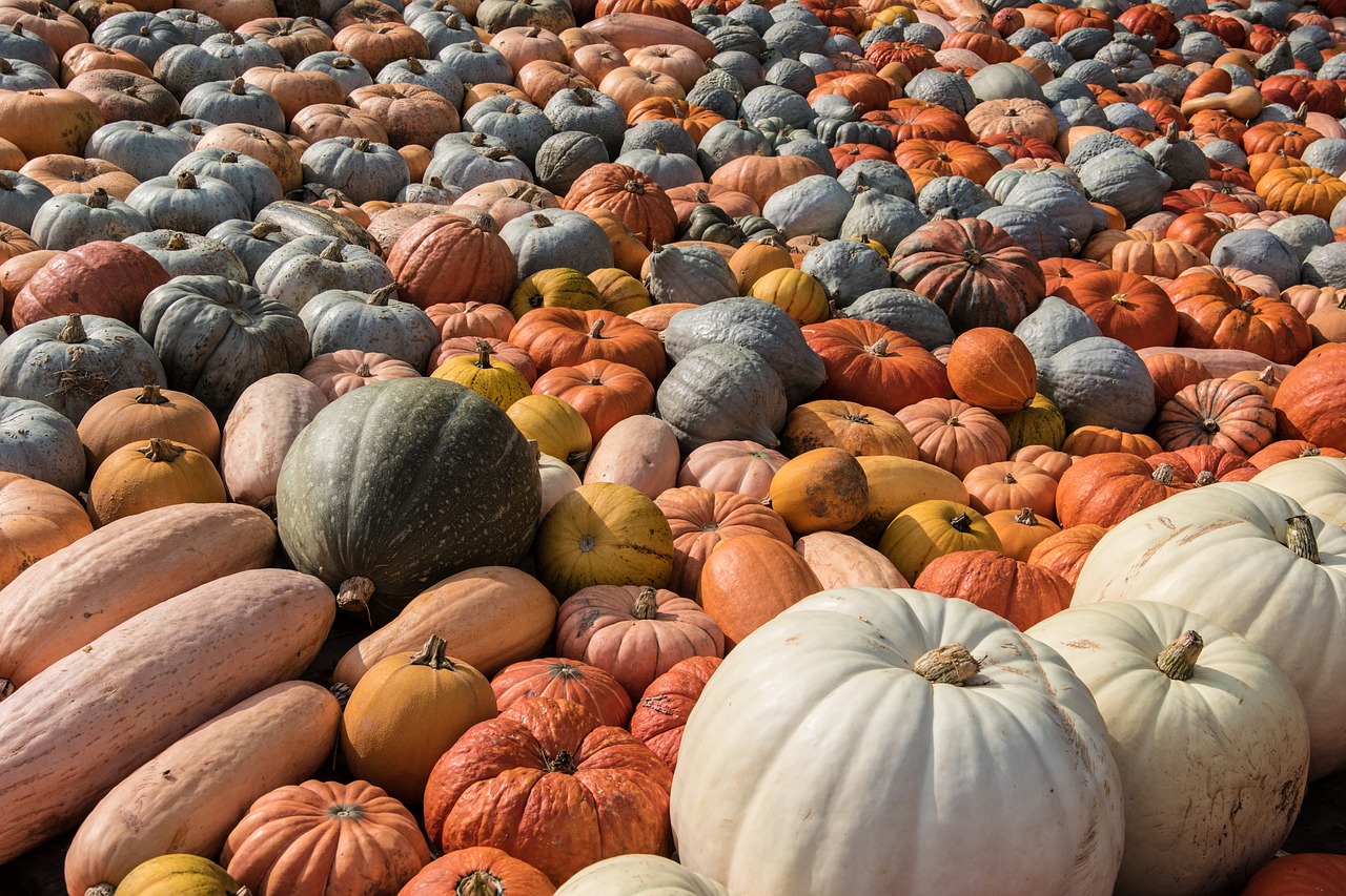 Moliūgas, Moliūgai, Ruduo, Rudens Apdaila, Oranžinė, Daržovės, Pasirinkimas Pasirinkti, Dekoratyviniai Skvošaičiai, Moliūgas, Nemokamos Nuotraukos