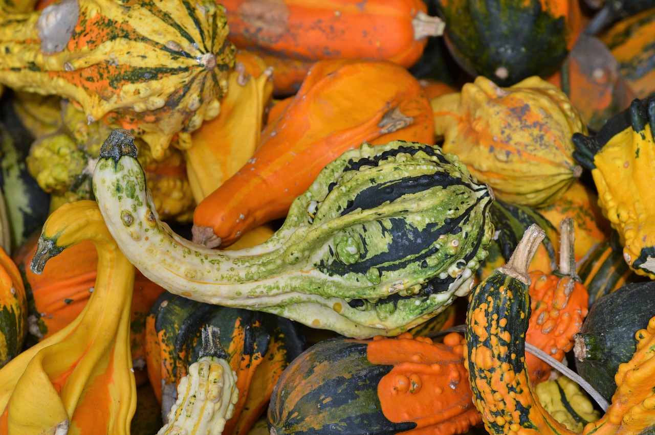 Moliūgas, Vaisiai, Oranžinė, Ruduo, Cucurbita Maxima, Pasirinkti, Didelis, Didelis, Maistas, Daržovės