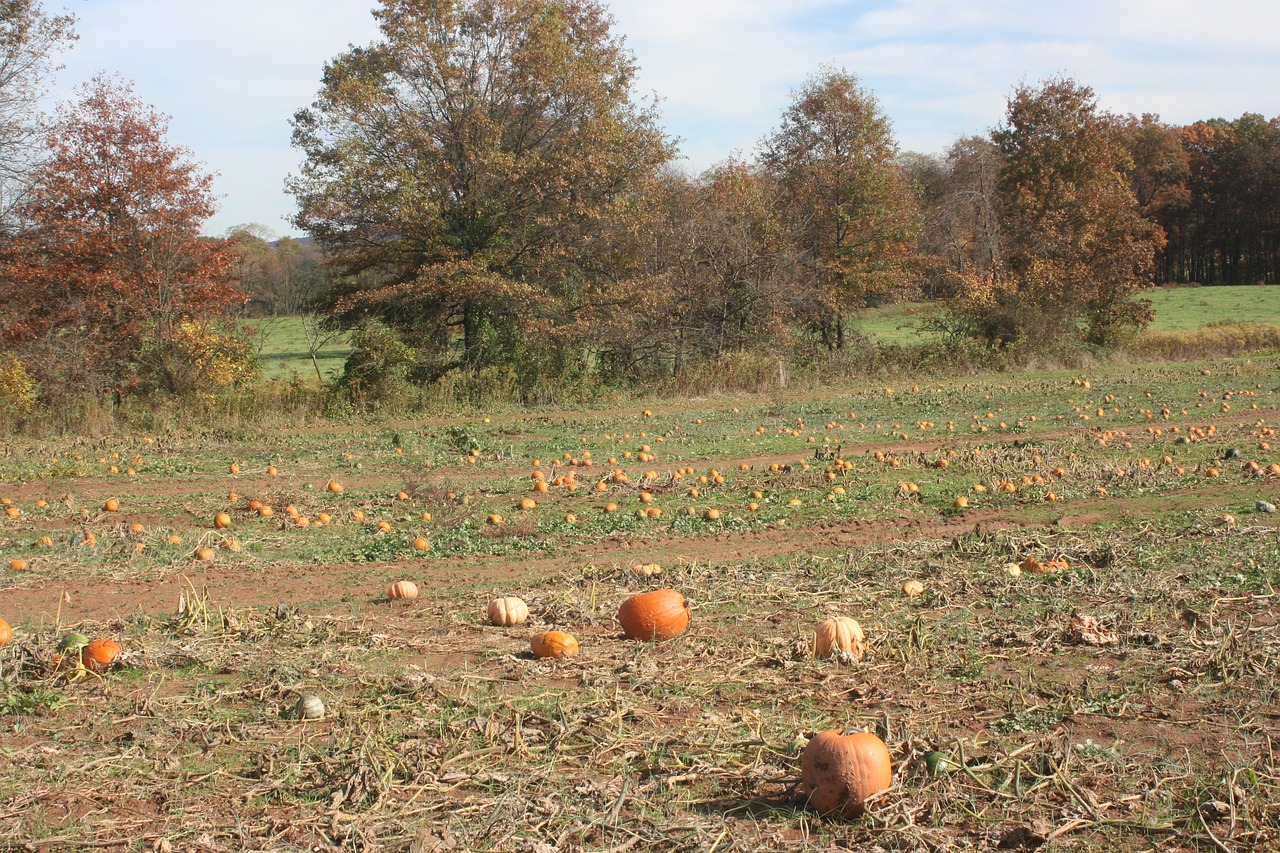 Moliūgas, Pleistras, Laukas, Ruduo, Kritimas, Derlius, Oranžinė, Halloween, Ūkis, Daržovių