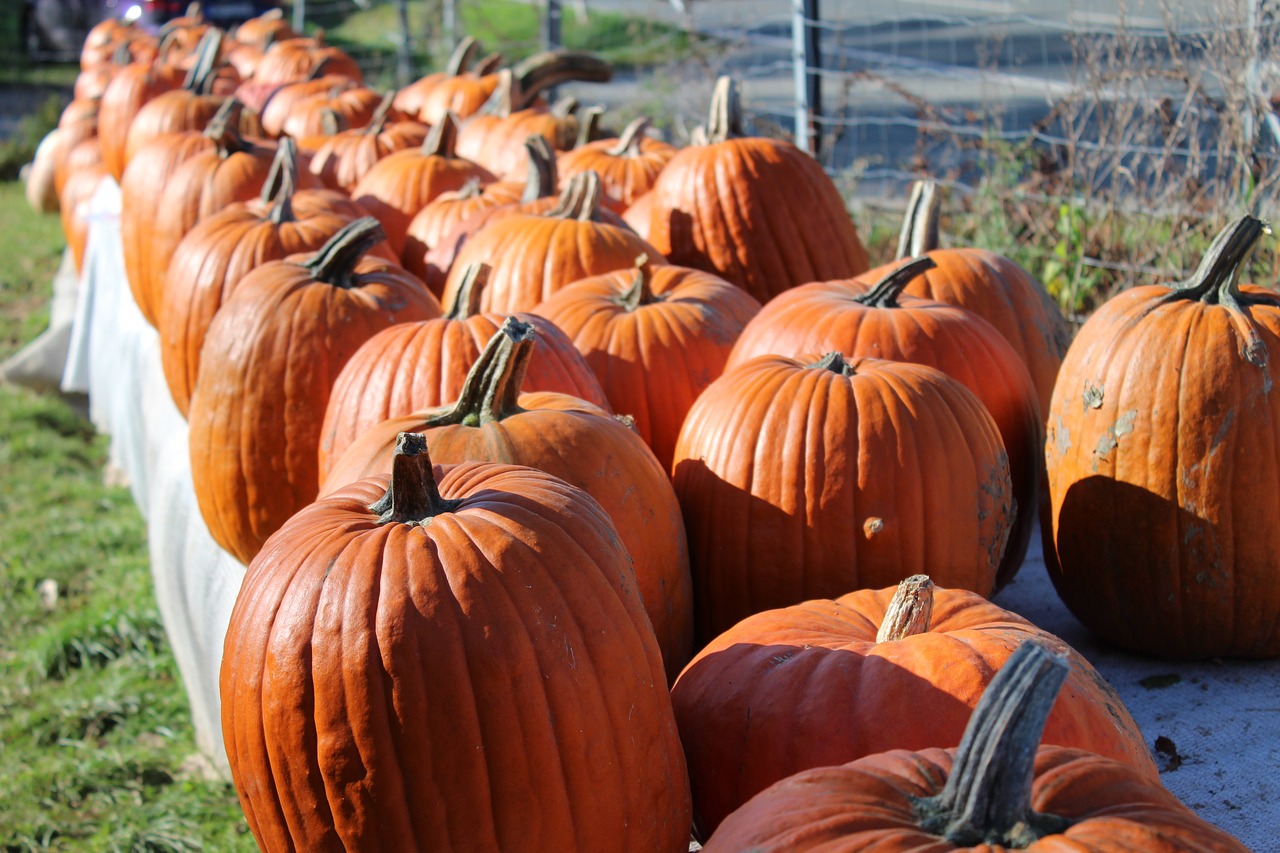 Moliūgas, Ruduo, Oranžinė, Puikus Moliūgas, Halloween, Didelis, Grupė, Sustatyta, Daržovės, Cucurbita Maxima