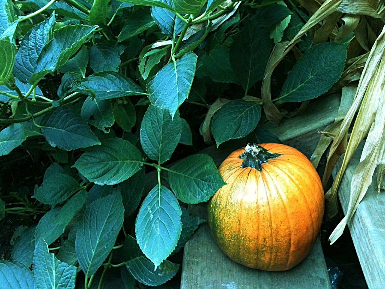 Moliūgas, Ruduo, Derlius, Sezoninis, Šventė, Gamta, Halloween, Oranžinė, Maistas, Daržovių