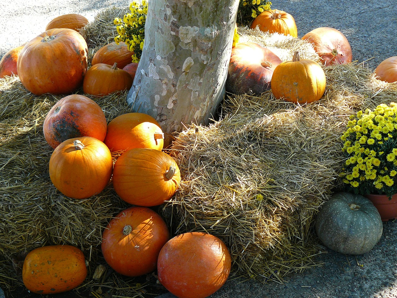 Moliūgas, Padėka, Oranžinė, Ruduo, Didelis, Spalvinga, Apdaila, Augalas, Vaisiai, Derlius