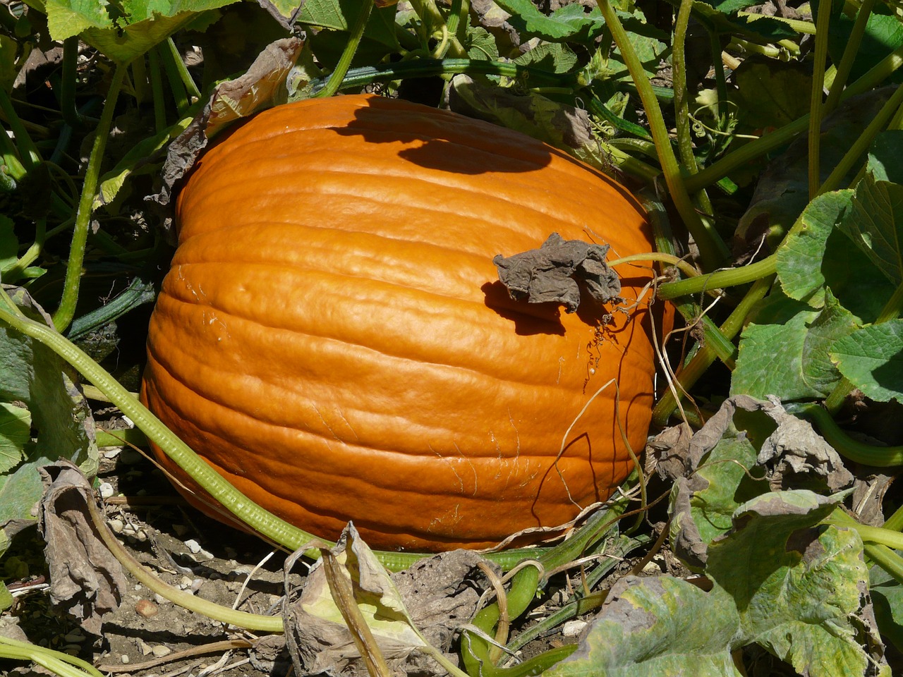 Moliūgas, Cucurbita Maxima, Pasirinkti, Cucurbitaceae, Vaisiai, Auginimas, Veisimas, Oranžinė, Didelis, Didelis