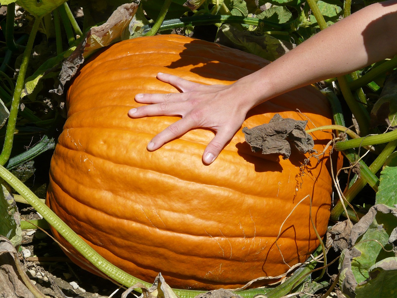 Moliūgas, Cucurbita Maxima, Pasirinkti, Cucurbitaceae, Vaisiai, Auginimas, Veisimas, Oranžinė, Didelis, Didelis