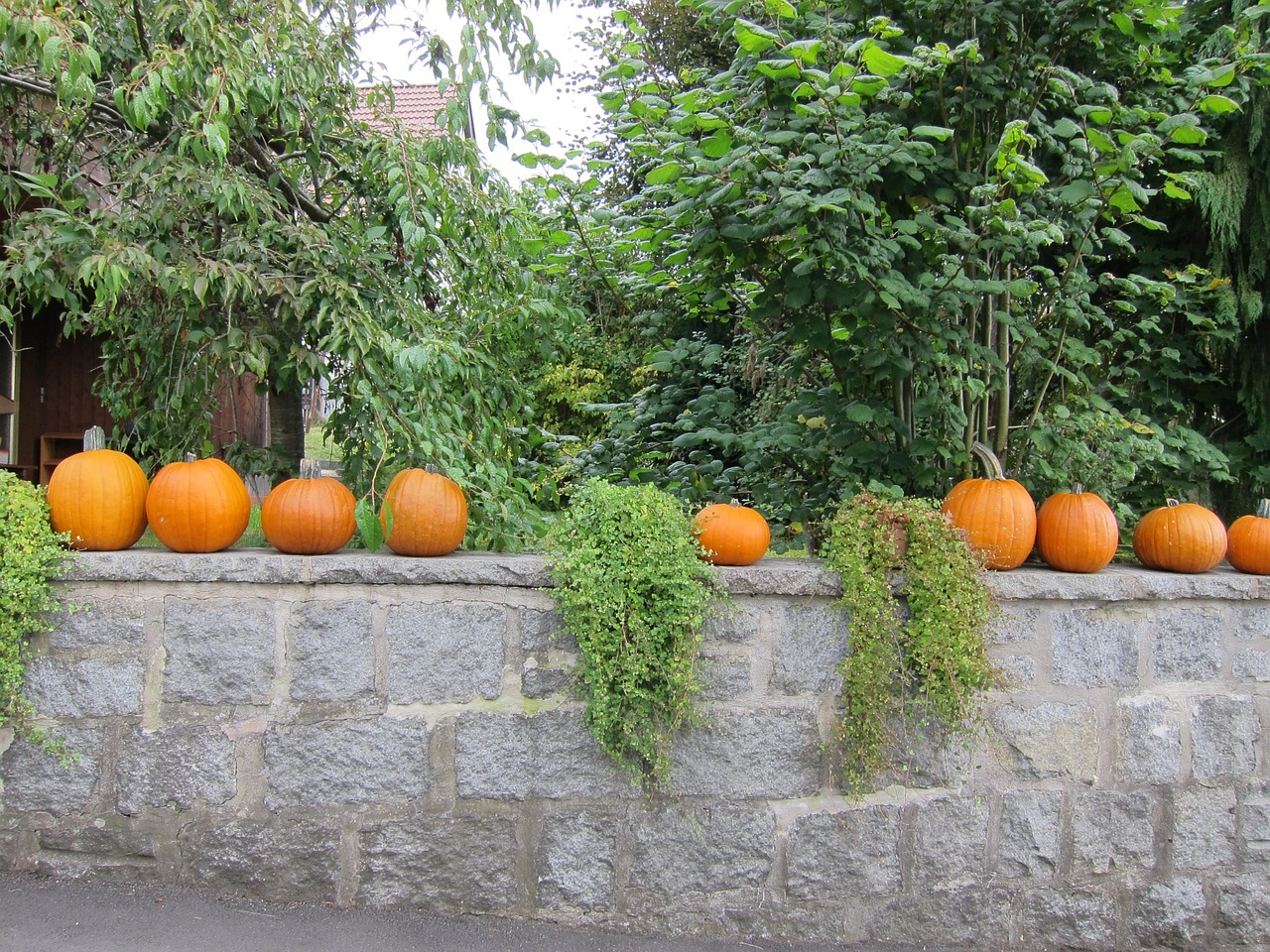 Moliūgas, Halloween, Helovyno Moliūgai, Spalio Mėn, Kritimas, Nemokamos Nuotraukos,  Nemokama Licenzija