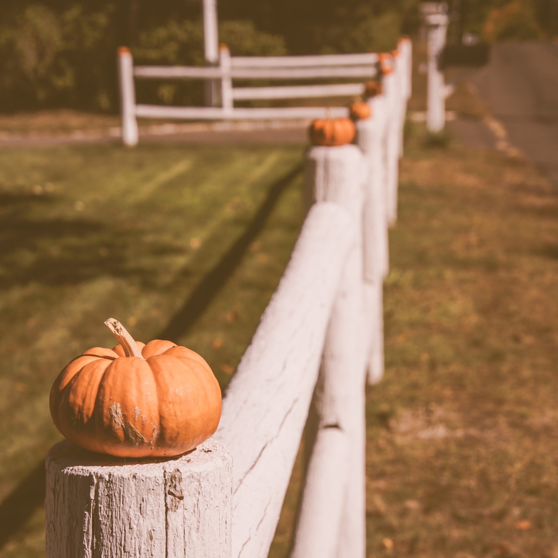 Ruduo,  Kritimas,  Ūkis,  Tvora,  Šviežias,  Sodas,  Halloween,  Gamta,  Oranžinė,  Moliūgas