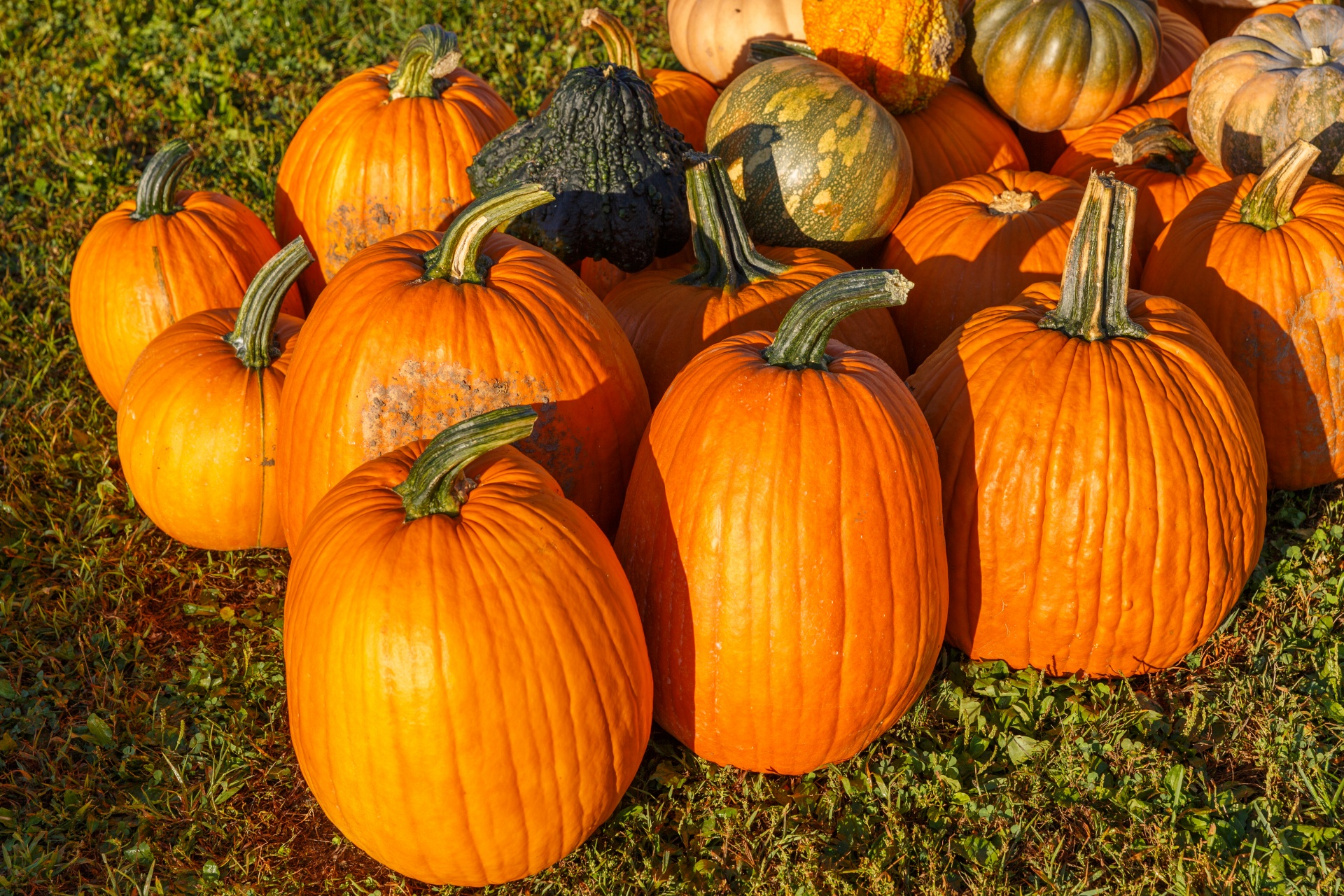 Žemdirbystė,  Ruduo,  Kritimas,  Ūkis,  Festivalis,  Maistas,  Šviežias,  Halloween,  Derlius,  Šventė