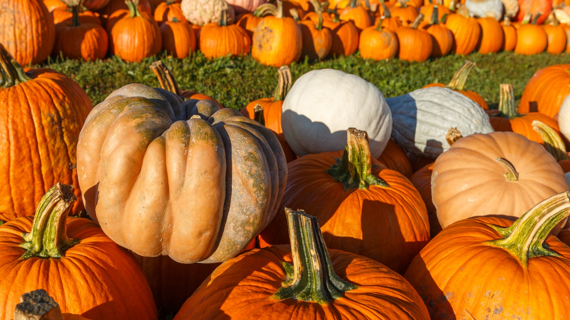 Žemdirbystė,  Ruduo,  Kritimas,  Ūkis,  Festivalis,  Maistas,  Šviežias,  Halloween,  Derlius,  Šventė