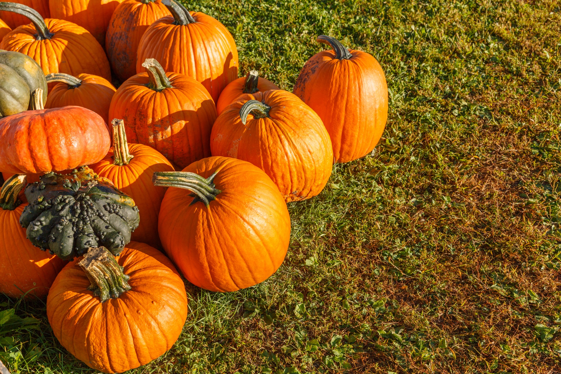 Žemdirbystė,  Ruduo,  Kritimas,  Ūkis,  Festivalis,  Maistas,  Šviežias,  Halloween,  Derlius,  Šventė