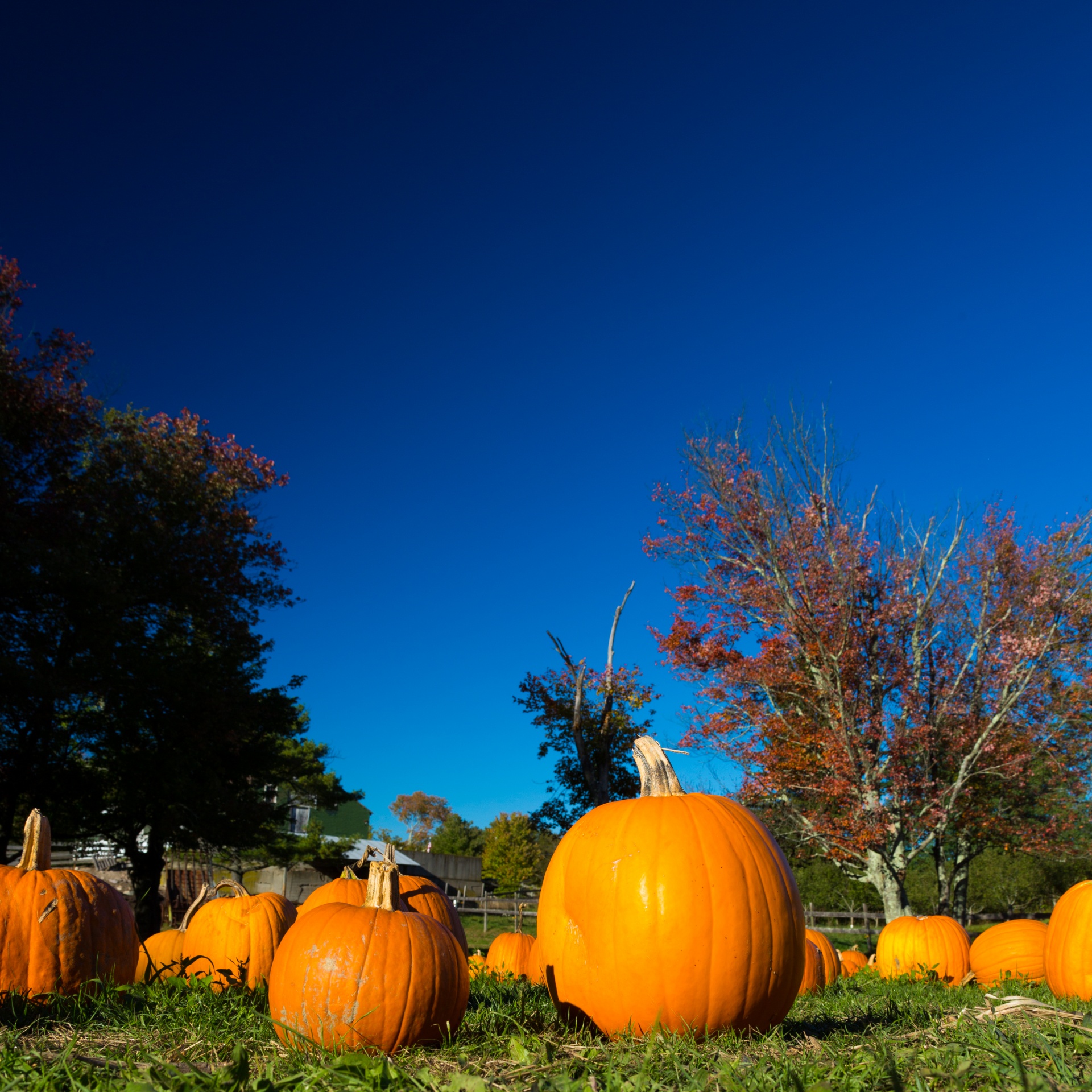 Ruduo,  Kritimas,  Ūkis,  Laukas,  Moliūgas,  Halloween,  Derlius,  Šventė,  Daug,  Spalio Mėn