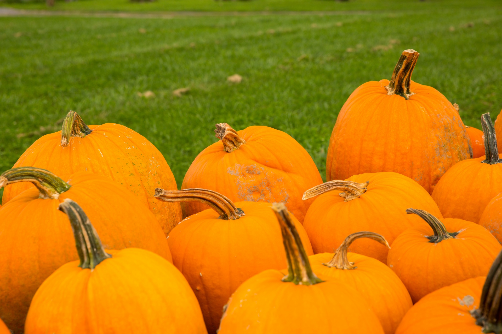 Ruduo,  Kritimas,  Ūkis,  Laukas,  Maistas,  Halloween,  Derlius,  Šventė,  Spalio Mėn,  Oranžinė