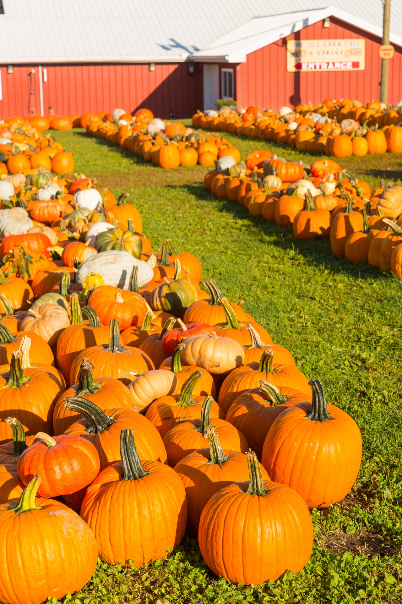 Ruduo,  Kritimas,  Ūkis,  Laukas,  Maistas,  Halloween,  Derlius,  Šventė,  Spalio Mėn,  Oranžinė