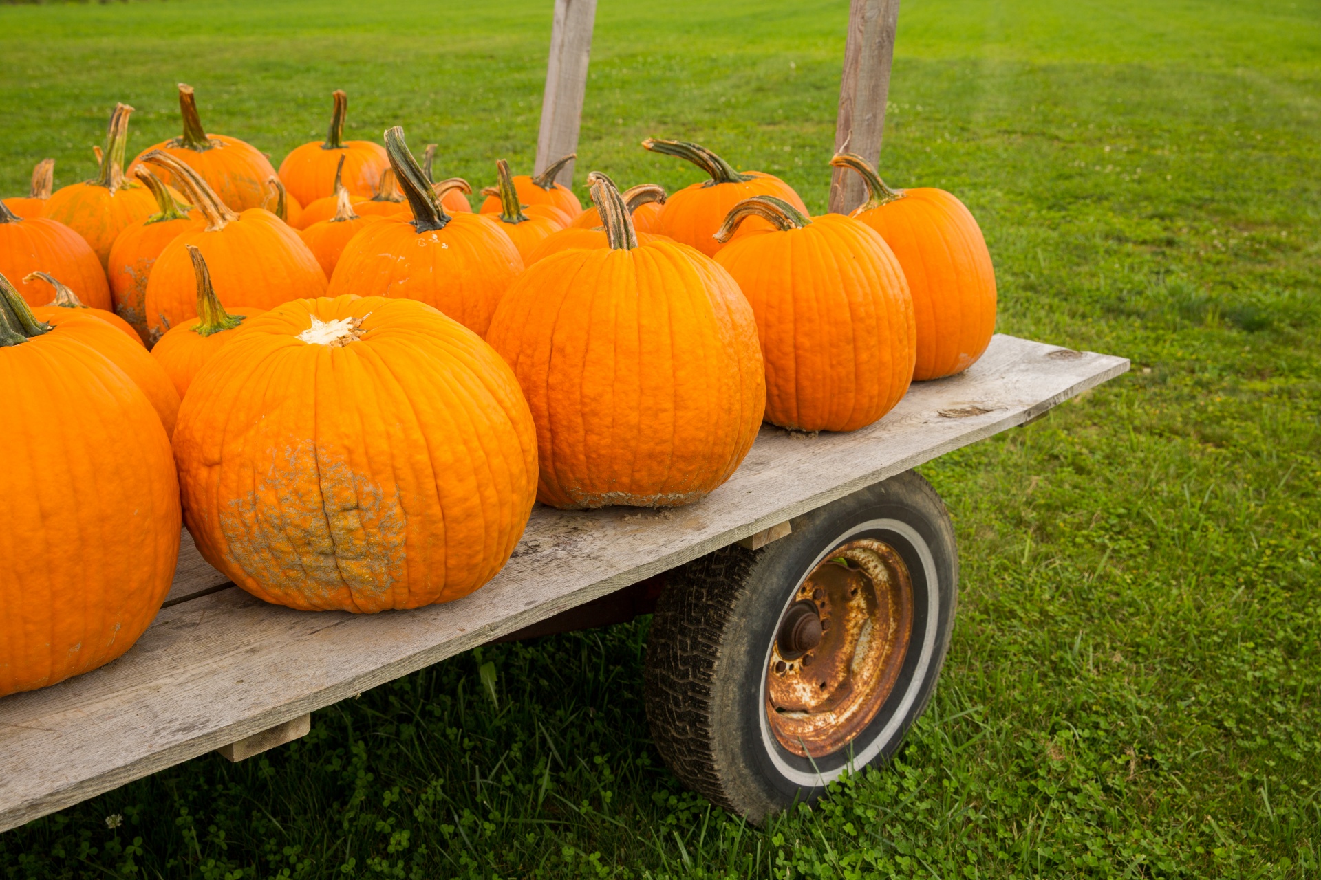 Ruduo,  Kritimas,  Ūkis,  Laukas,  Maistas,  Halloween,  Derlius,  Šventė,  Spalio Mėn,  Oranžinė