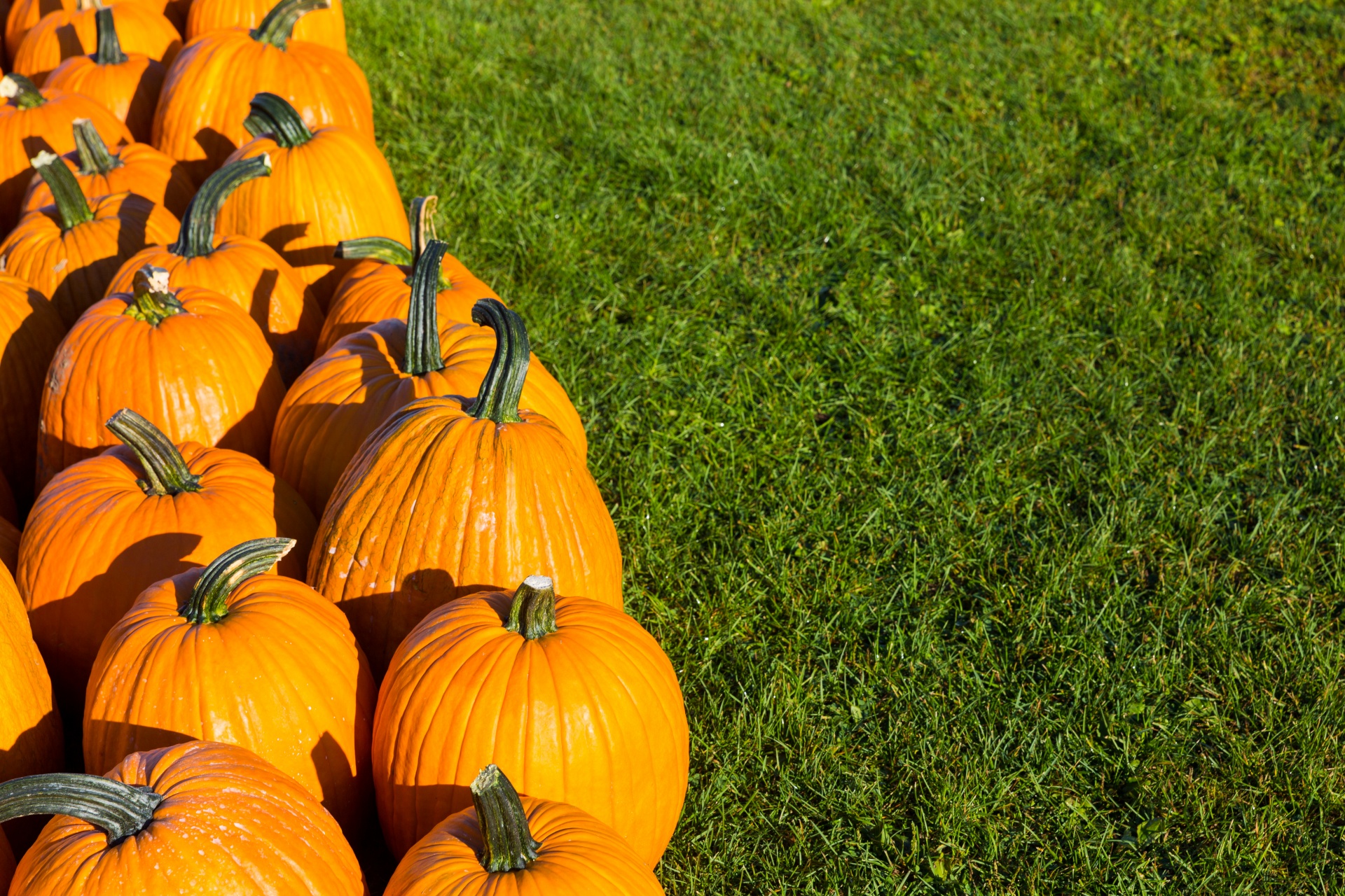 Ruduo,  Kritimas,  Ūkis,  Laukas,  Maistas,  Halloween,  Derlius,  Šventė,  Spalio Mėn,  Oranžinė