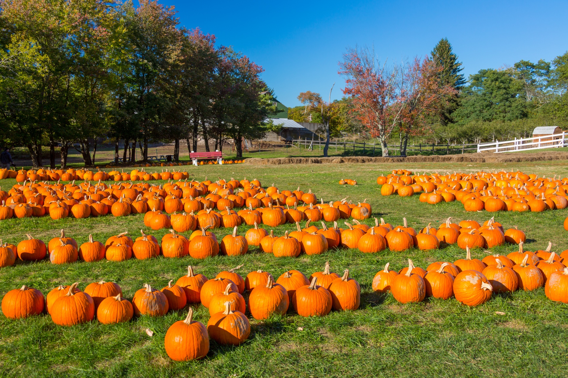 Ruduo,  Kritimas,  Ūkis,  Laukas,  Maistas,  Halloween,  Derlius,  Šventė,  Spalio Mėn,  Oranžinė