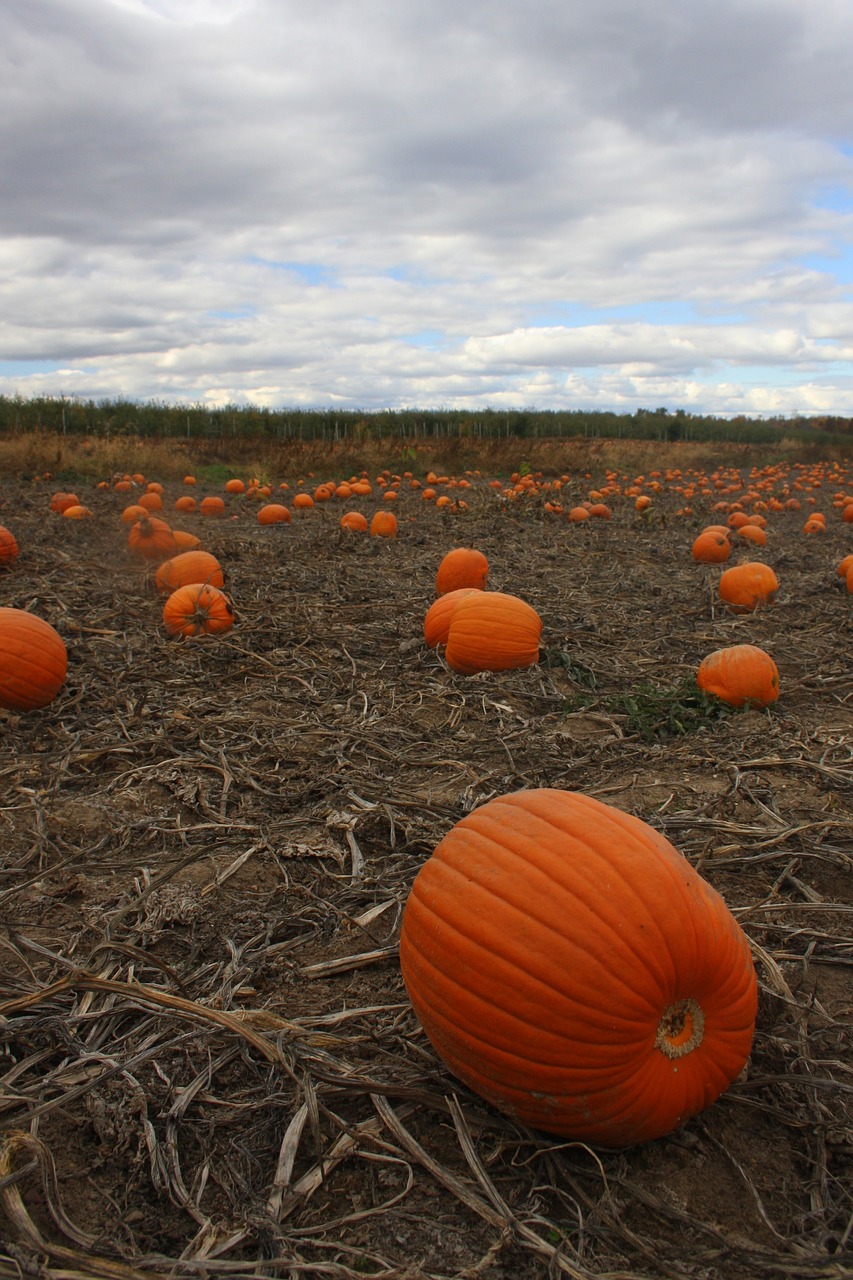 Moliūgo Pleistras, Spalio Mėn, Moliūgas, Laukas, Ruduo, Oranžinė, Kritimas, Pleistras, Halloween, Derlius