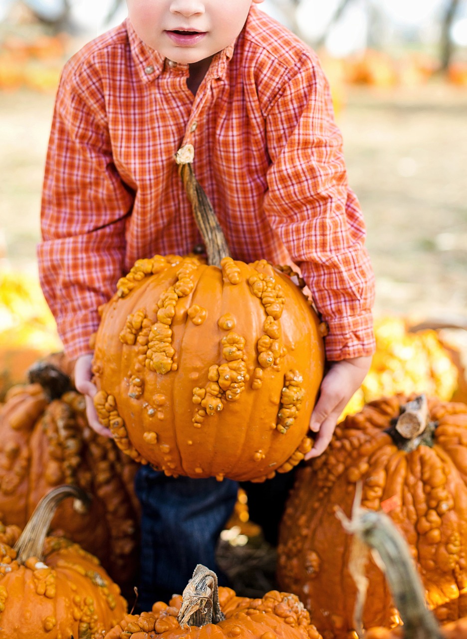 Moliūgai, Halloween, Ruduo, Oranžinė, Kritimas, Derlius, Spalio Mėn, Sezonas, Helovyno Moliūgai, Nemokamos Nuotraukos