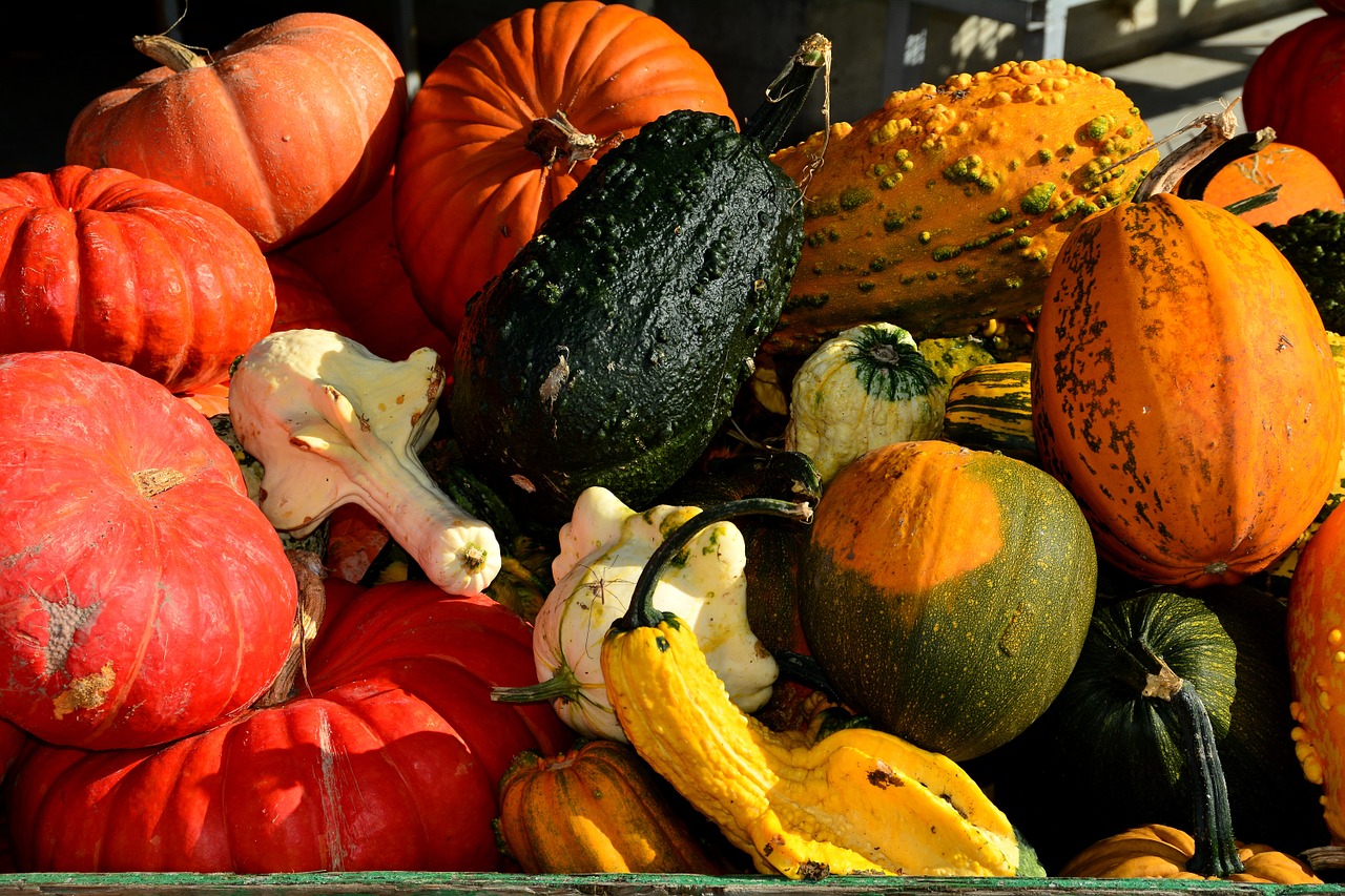 Moliūgai, Skvošas, Moliūgas, Ruduo, Padėka, Oranžinė, Maistas, Derlius, Daržovių, Halloween