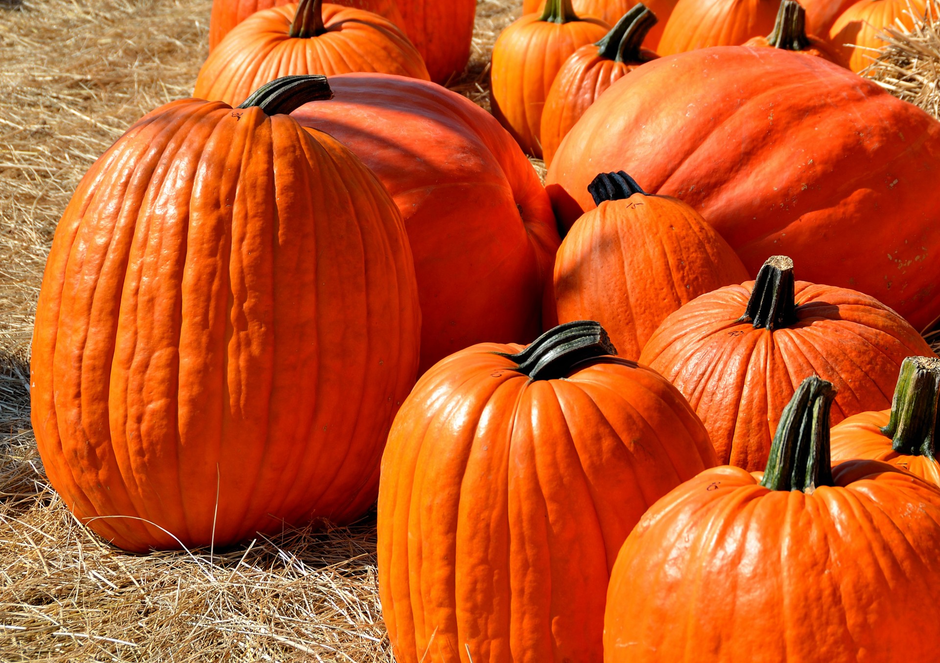 Moliūgai,  Moliūgas,  Halloween,  Ruduo,  Pasiimti,  Žemdirbystė,  Maistas,  Daržovių,  Pagaminti,  Pasėlių