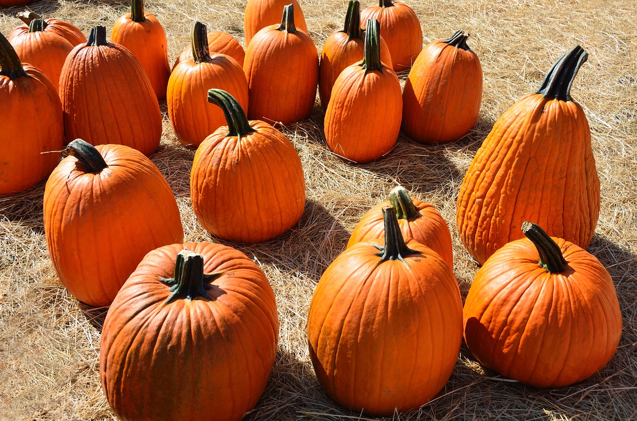 Moliūgai, Halloween, Ruduo, Helovyno Moliūgai, Oranžinė, Šventė, Kritimas, Triukas, Spalio Mėn, Sezonas