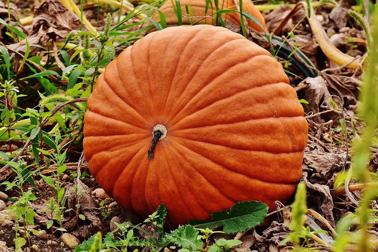 Moliūgai, Ruduo, Rudens Apdaila, Derlius, Dekoratyviniai Skvošaičiai, Apdaila, Oranžinė, Geltona, Halloween, Sodas