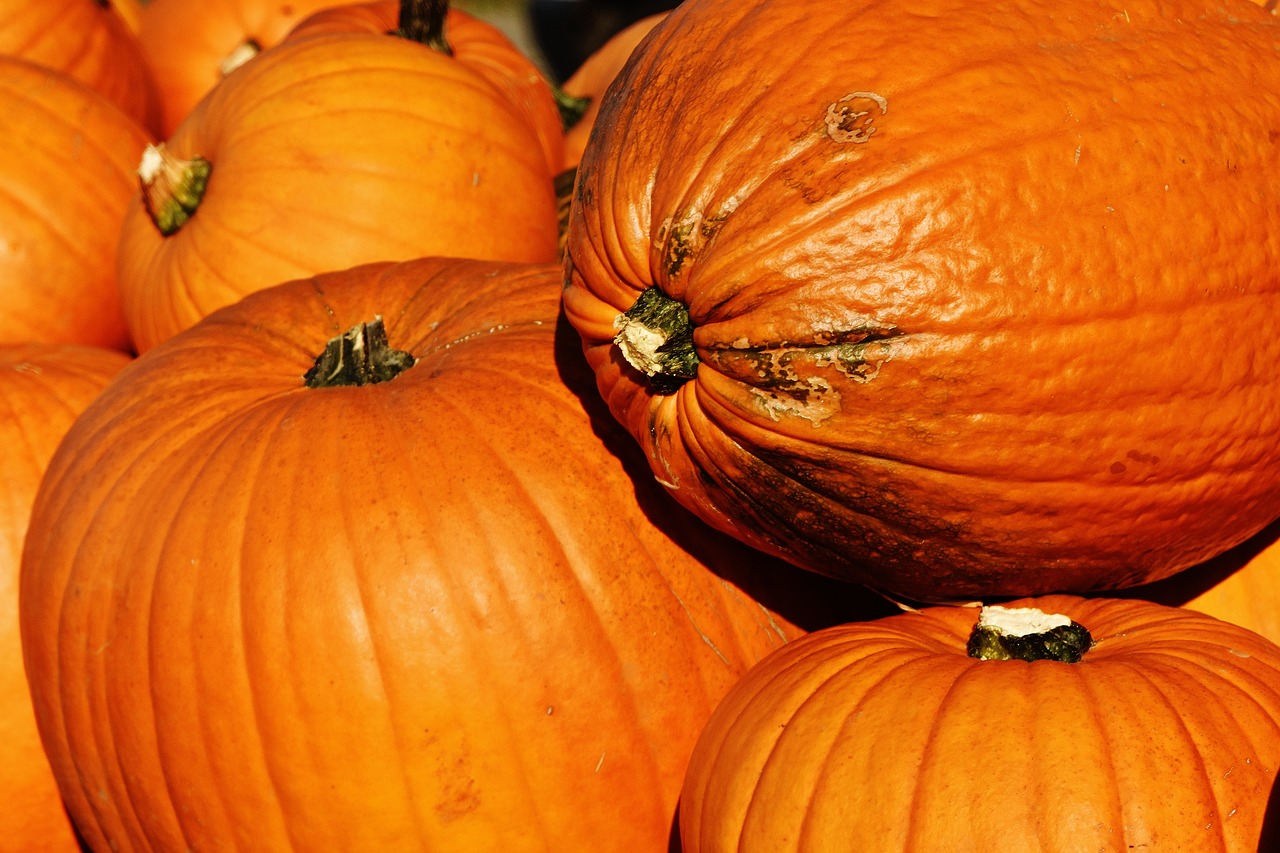 Moliūgai, Ruduo, Rudens Apdaila, Derlius, Dekoratyviniai Skvošaičiai, Apdaila, Oranžinė, Geltona, Halloween, Sodas