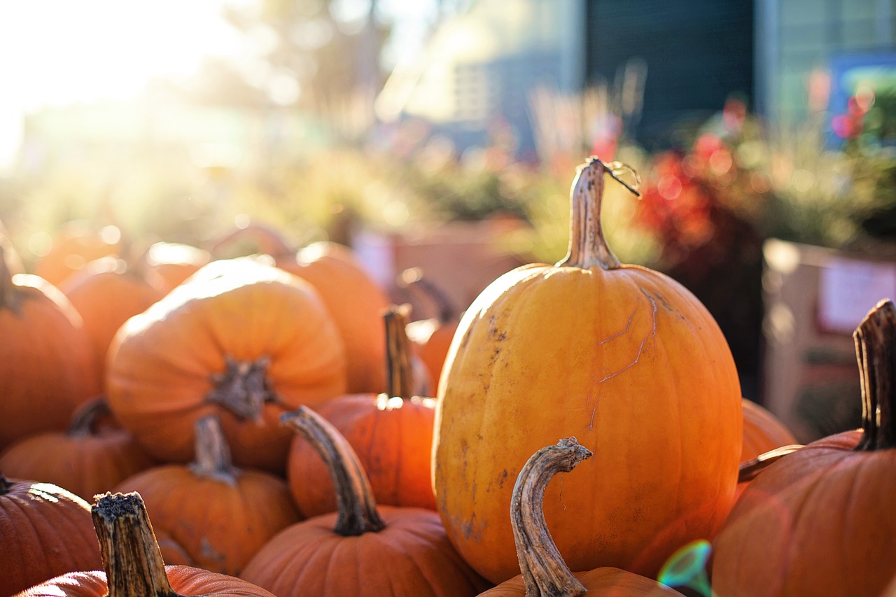 Moliūgai, Halloween, Kritimas, Ruduo, Spalio Mėn, Oranžinė, Nemokamos Nuotraukos,  Nemokama Licenzija