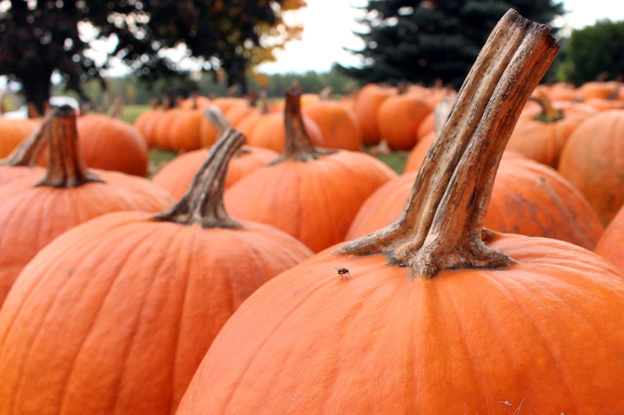 Moliūgai, Halloween, Spalio Mėn, Ruduo, Oranžinė, Kritimas, Sezoninis, Nemokamos Nuotraukos,  Nemokama Licenzija