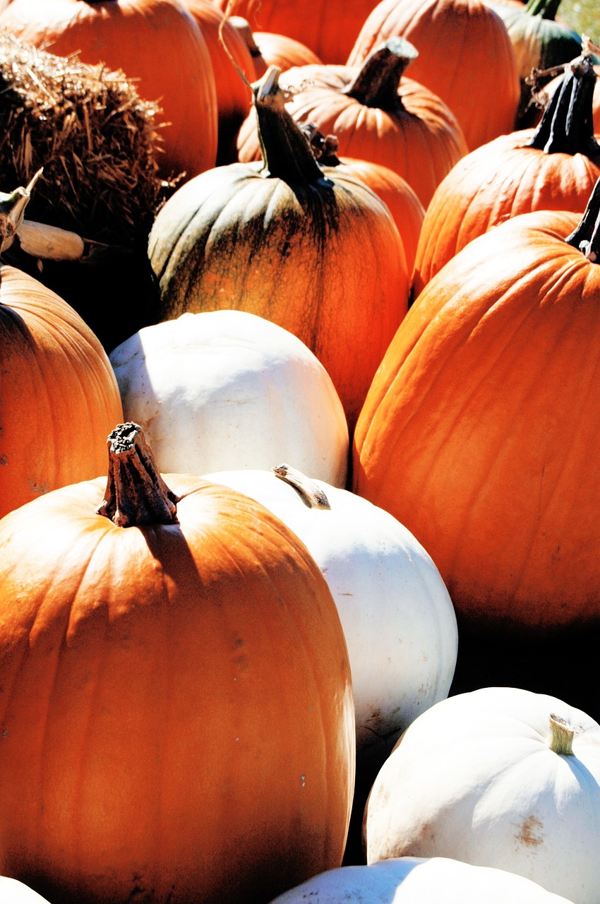 Moliūgai, Kritimas, Oranžinė, Padėka, Halloween, Derlius, Daržovių, Maistas, Sezoninis, Nemokamos Nuotraukos