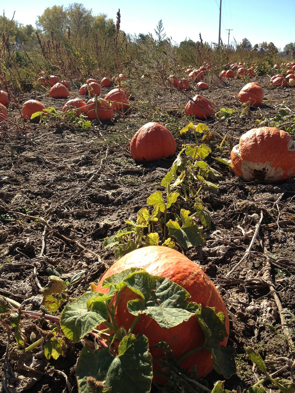 Moliūgai, Laukas, Ruduo, Kritimas, Halloween, Šventė, Padėka, Sezonas, Derlius, Daržovių