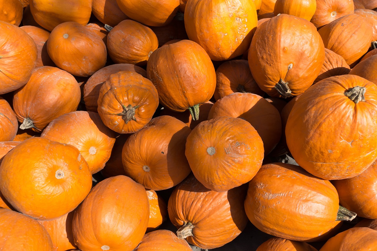 Moliūgai, Cucurbita, Cucurbitaceae, Cucurbita Maxima, Oranžinė, Didelis, Didelis, Vaisiai, Auginimas, Žemdirbystė