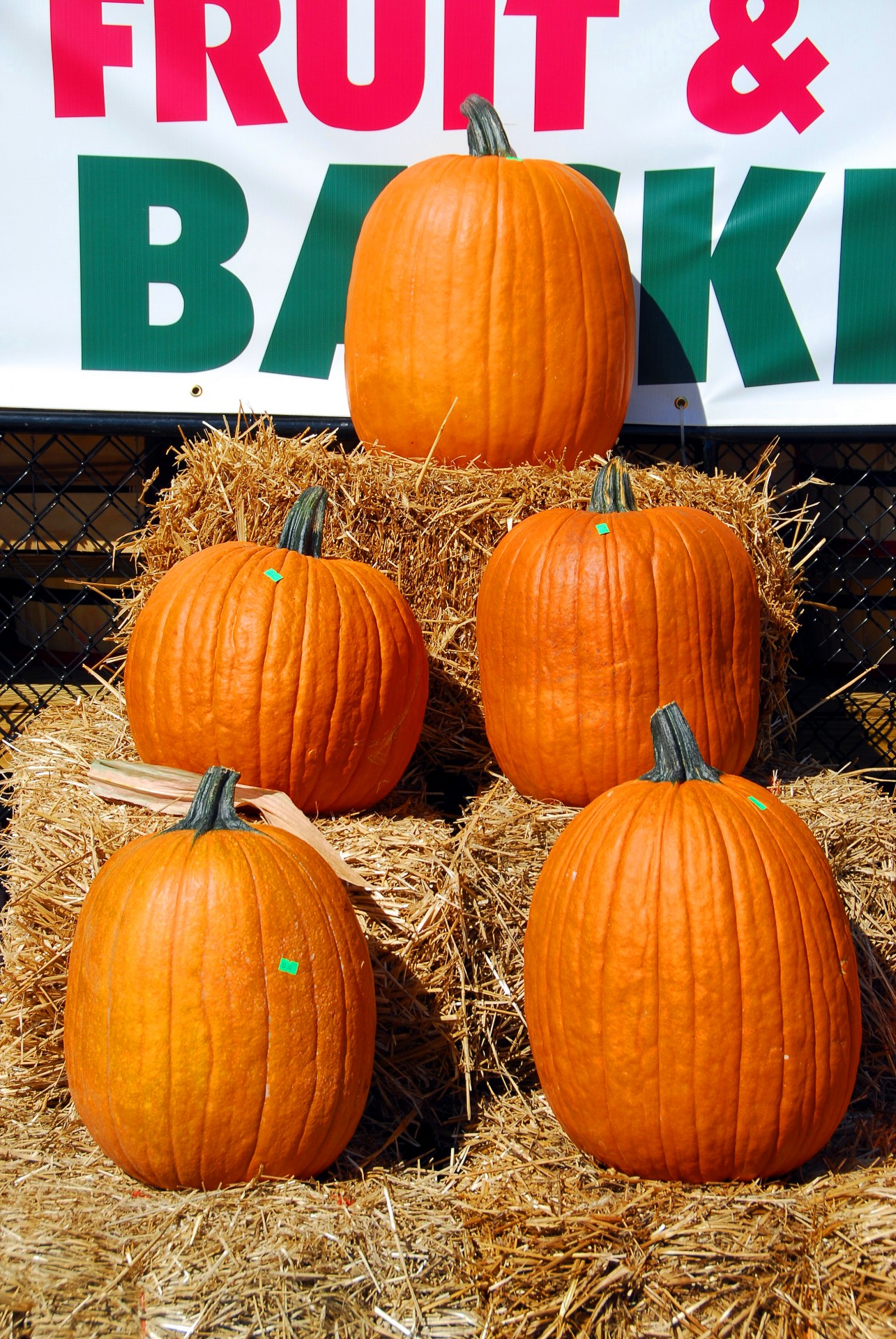 Moliūgas,  Halloween,  Padėka,  Ruduo,  Sezoninis,  Laukas,  Auga,  Vynmedis,  Oranžinė,  Ūkis