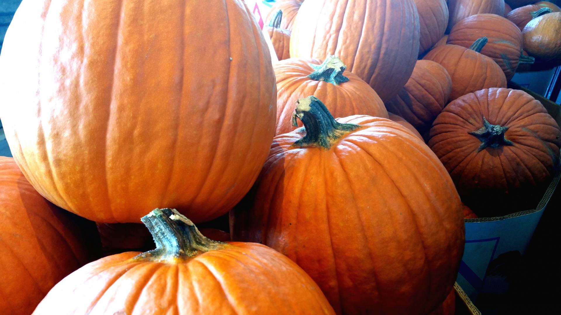 Moliūgas,  Moliūgai,  Halloween,  Padėka,  Oranžinė,  Apkunus,  Apvalus,  Šviežias,  Daržovių,  Pardavimas