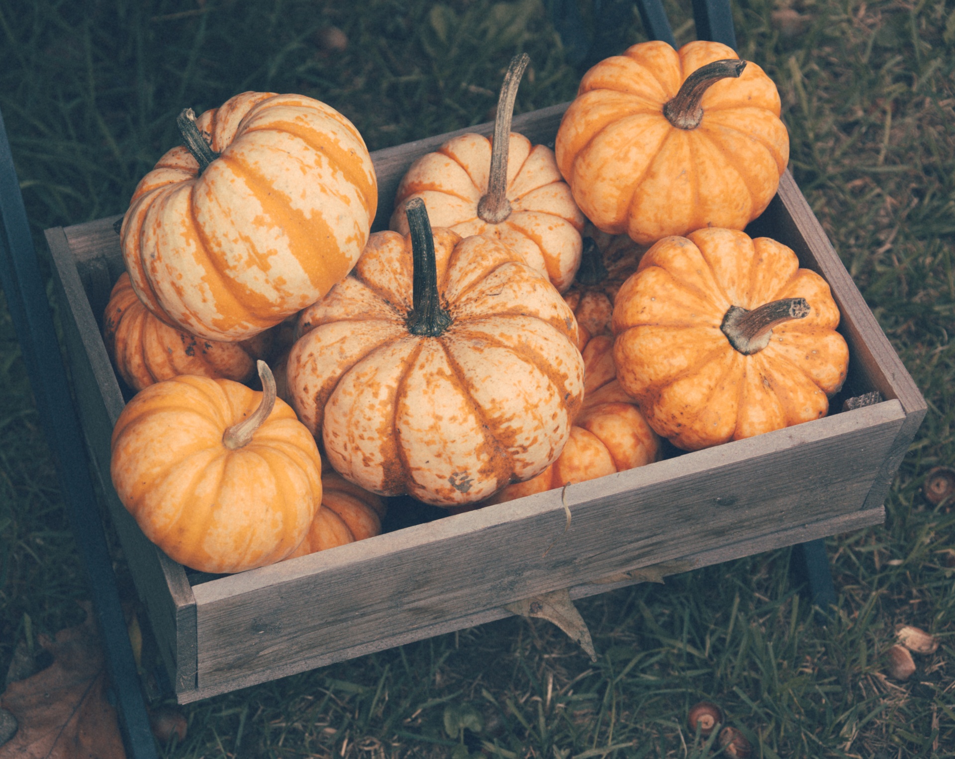 Žemdirbystė,  Ruduo,  Dėžė,  Apdaila,  Dekoratyvinis,  Kritimas,  Ūkis,  Maistas,  Halloween,  Derlius