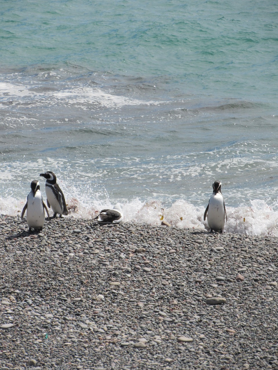 Punta Tombo, Pingvinas, Magelanas, Turizmas, Į Pietus, Patagonia, Pingvinas Patagonikas, Gamta, Argentina, Nemokamos Nuotraukos