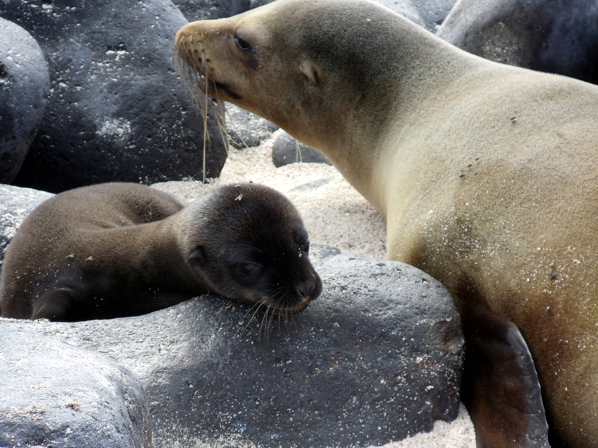 Šuniukas,  Motina,  Jūra,  Liūtas,  Kūdikis,  Obligacija,  Galapagai,  Salos,  Papludimys,  Ecuador